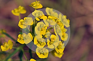 Yellow flowers