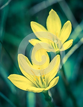 Yellow flowers