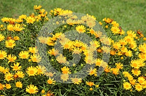 Yellow flowers