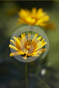 Yellow Flowers