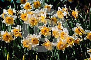 Yellow flowers