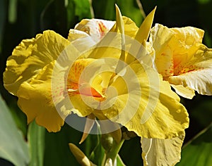 Yellow flowers