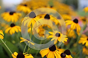 Yellow flowers