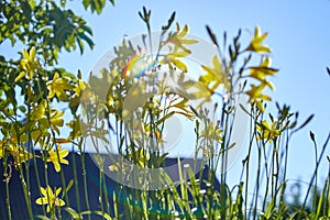 Yellow Flowers