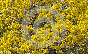 Yellow Flowers