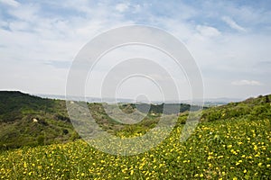 Yellow flowers