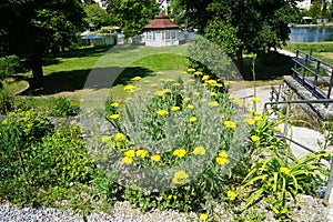 Yellow flowers of Achillea filipendulina in June. Ruedersdorf near Berlin, Germany