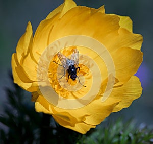 Yellow flowers of adonis