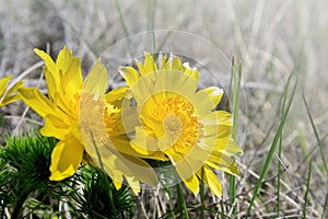 Yellow flowers of Adonis vernalis