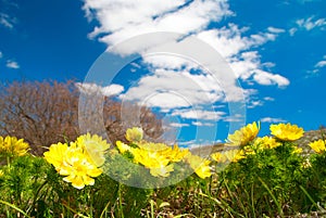 Yellow flowers (Adonis vernalis)