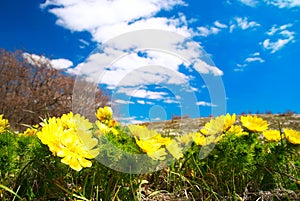 Yellow flowers (Adonis vernalis)