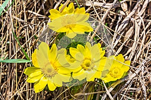 Yellow flowers of Adonis vernalis, pheasant's eye in a spring meadow.