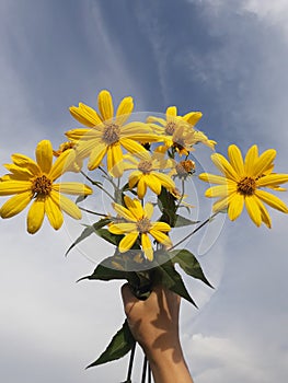 Yellow flowers against blue cloudy sky