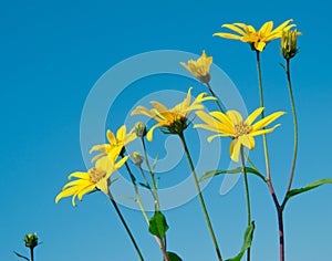 Yellow flowers against blue sky