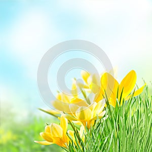 yellow flowers against the blue sky