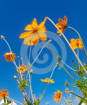 yellow flowers against the blue sky photo