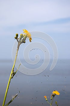 Yellow flowers against blurred blue sky and water
