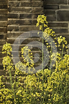 Yellow flowers against a brick wall