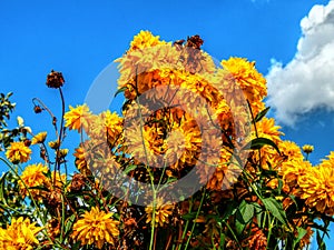 Yellow flowers against the cloudy sky background