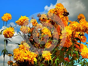 Yellow flowers against the cloudy sky background