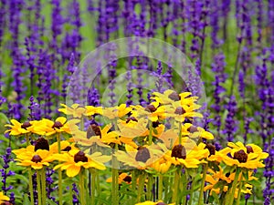 Yellow flowers against purple