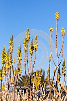 Yellow flowers of aloe vera against blue sky