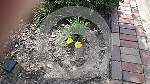 Yellow flowers along brick sidewalk