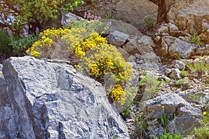 Yellow flowers of Alpine Birds-Foot Trefoil ( Lotus alpinus )