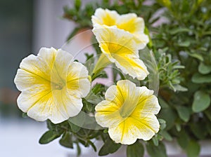 Yellow flowers of annual petunias family blooming in a massed ga