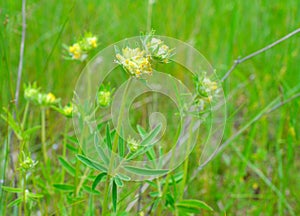 Yellow Flowers Anthyllis vulneraria on meadow. Horisontal