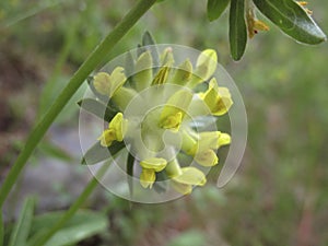 Yellow flowers of Anthyllis vulneraria plant photo