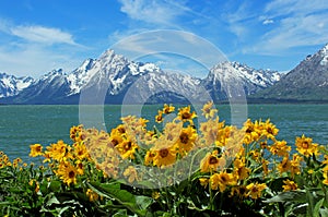 Yellow flowers and white snow mountainsÃ¯Â¼Å Grand Teton photo