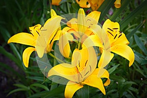 Yellow flowers of asiatic lilies are blooming in the summer garden