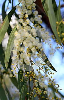 Yellow flowers of the Australian native Golden Wattle, Acacia pycnantha, family Fabaceae
