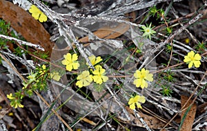 Yellow flowers of the Australian native Hibbertia fasciculata, family Dilleniaceae