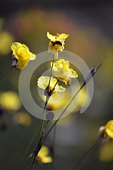 Yellow flowers of the Australian native Xyris bracteata photo