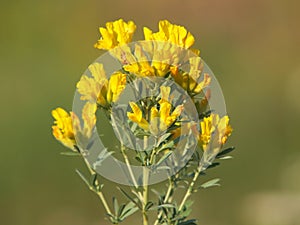 Yellow flowers of Austrian clustered broom, Chamaecytisus austriacus