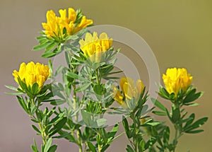 Yellow flowers of Austrian clustered broom, Chamaecytisus austriacus