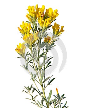 Yellow flowers of Austrian clustered broom isolated on white, Chamaecytisus austriacus