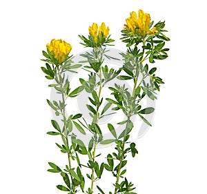 Yellow flowers of Austrian clustered broom isolated on white, Chamaecytisus austriacus