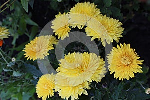 Yellow flowers of autumn chrysanthemum. City Botanical Garden.