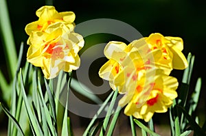 Yellow flowers background