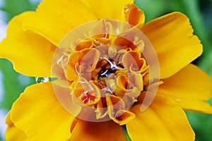 Yellow flowers background