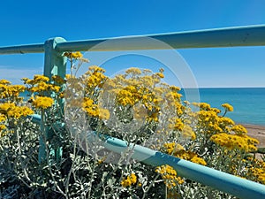 Yellow flowers at a bannister by the seaside in Saltdean, South England photo