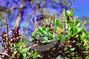 Yellow flowers of barberries Ilicifolia on bush