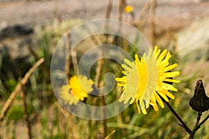 Yellow flowers on the beach