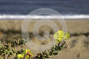 Yellow flowers Beach evening primrose closeup on the background of the sea