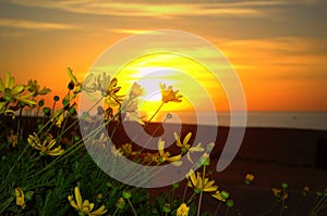 Yellow flowers and beach sunrise