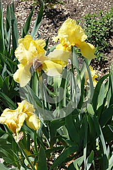 Yellow flowers of bearded iris in spring