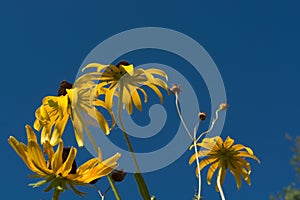 Yellow flowers with beautiful blue sky